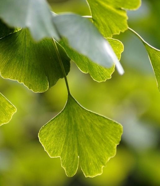 western phytotherapy